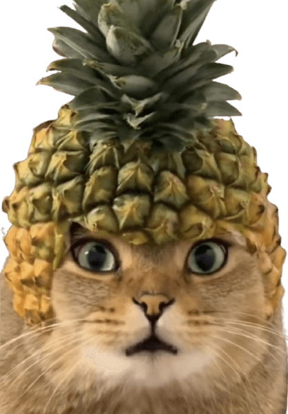 Pineapple Cat Logo
